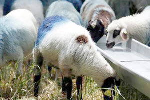 πρόβατα σε ποιμνιοστάσιο