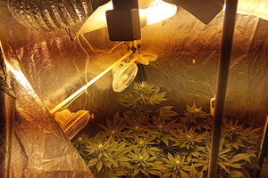 Υδροπονική καλλιέργεια κάνναβης από ζευγάρι