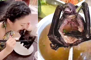 Ο κοροναϊός ξεκίνησε από... σούπα νυχτερίδας στην Κίνα