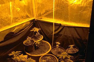 Υδροπονική καλλιέργεια κάνναβης