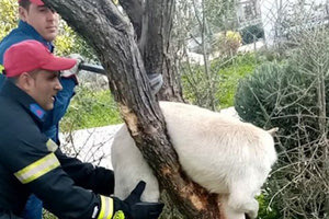 επέμβαση των πυροσβεστών για ένα σκύλο ο οποίος είχε σφηνώσει σε ένα δέντρο