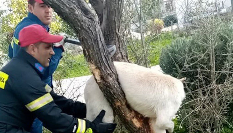 επέμβαση των πυροσβεστών για ένα σκύλο ο οποίος είχε σφηνώσει σε ένα δέντρο
