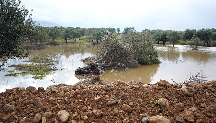 δίπλα από το σημείο που έγινε η τελετή της θεμελίωσης του αερδρομίου ήταν τα πεσμένα ελαιόδεντρα της Πεδιάδας