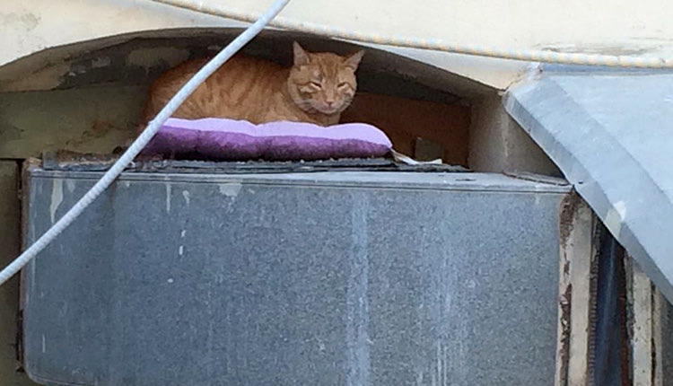 Η γάτα της φωτογραφίας έκανε σπίτι της μια εσοχή του Δικαστικού Μεγάρου Ηρακλείου
