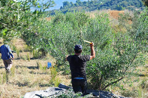 αγρότες λιομάζωμα