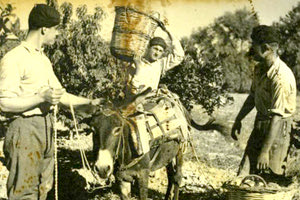 Η φωτογραφία της ημέρας: Mάζεμα σταφυλιών στις αρχές του περασμένου αιώνα στην Κρήτη