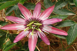 Παρουσίαση του  καθηγητή Γιώργη Μαρκάκη στον «Απόστολο  Παύλο»