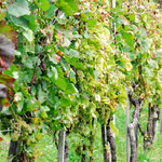 Δείτε όλα τα άρθρα από το χρήστη Γιάννης Φυσαράκης