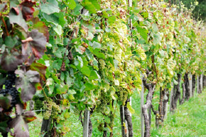 ΑΜΠΕΛΟΥΡΓΙΑ