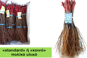 Πολλαπλασιαστικό υλικό αμπέλου-κλωνική επιλογή