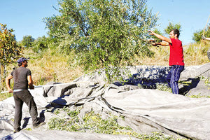 ελαιοπαραγωγή αγρότες