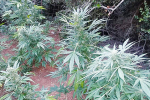 χασισοφυτεία