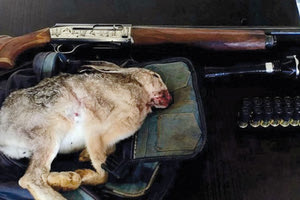 παράνομη θήρα λαγού