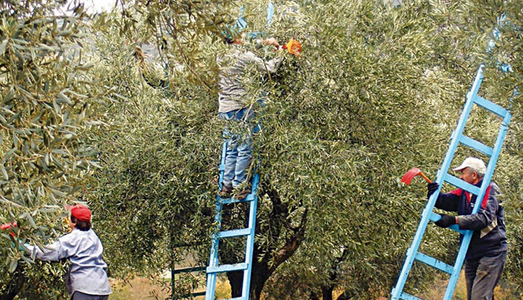 αγρότες