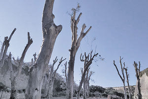 Το βαρύ κλάδεμα, που παραπέμπει σε εικόνες υλοτόμησης, των ευκάλυπτων στην τάφρο πίσω από την πύλη της Βηθλεέμ