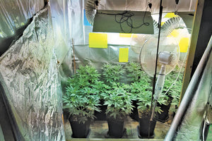 ΥΔΡΟΠΟΝΙΚΗ ΚΑΛΛΙΕΡΓΕΙΑ ΚΑΝΝΑΒΗΣ