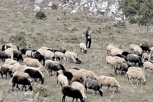 κτηνοτρόφοι