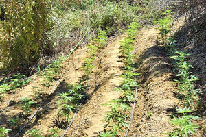 καλλιέργεια δενδρυλλίων κάνναβης