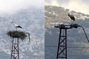 Οκτώ  πελαργοί φώλιασαν για πρώτη φορά στον κάμπο του Οροπεδίου Λασιθίου