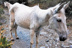 Εγκατέλειψαν μουλάρια στο φαράγγι της Σαμαριάς