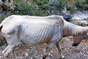 ρεπορταζ που υπήρξαν και παρουσίαζαν δύο εγκαταλελειμμένα μουλάρια στο φαράγγι της Σαμαριάς