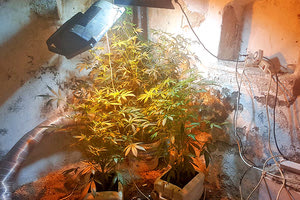 Καλλιέργεια κάνναβης κατ’ οίκον στη Μεσσαρά