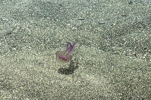 μέδουσες τσούχτρες