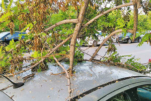 υν ένα δέντρο που είχε πέσει επάνω σε ένα αυτοκίνητο στην περιοχή της Βίγλας.