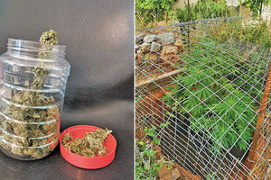 Δενδρύλλια κάνναβης καλλιεργούσε στο σπίτι του σε περιοχή του δήμου Χερσονήσου ένας 37χρονος