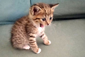 Σούβλισαν… γατί τη Μεγάλη Παρασκευή