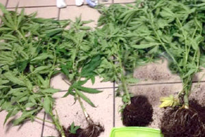 Καλλιεργούσε στον κήπο του δενδρύλλια κάνναβης