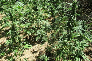 χασισοφυτείες