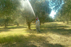 προγράμματα δακοκτονίας