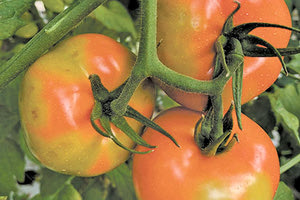 κρούσμα του ιού καστανής ρυτίδωσης της τομάτας