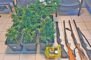 καλλιεργούσε δενδρύλλια κάνναβης