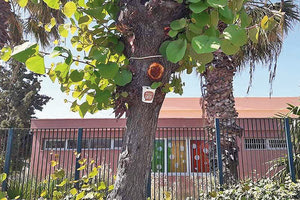 το έντομο Cacopsylla pulchella (ψύλλα της Κουτσουπιάς)