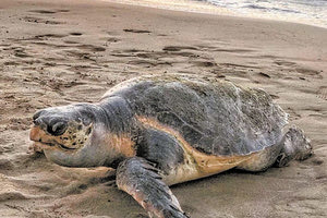 θαλάσσια χελώνα Caretta caretta
