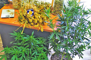 καλλιεργούσε δενδρύλλια κάνναβης μέσα σε γλάστρες