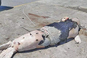 Πυροβόλησαν φώκια