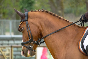 Ιπποδρομίες άλογο
