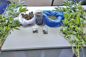 βρέθηκαν και κατασχέθηκαν κάνναβη και δενδρύλλια