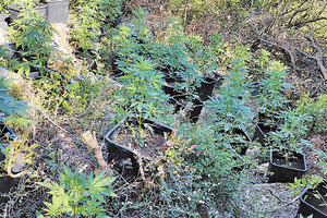 φυτεία με δενδρύλλια χασισοφυτεία Μυλοπόταμος