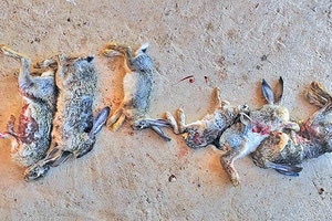 λαθροθήρες με λαγούς