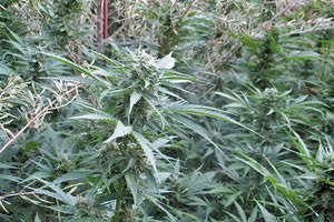 δενδρύλλια χασίς