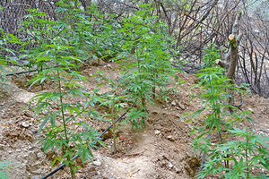 χασισοφυτεία