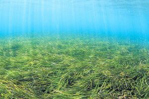Τα θαλασσινά λιβάδια αποτέλεσαν αντικείμενο μελέτης από το Περιβαλλοντικό Πρόγραμμα των Ηνωμένων Εθνών