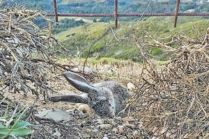 Πυροσβέστης, όχι μόνιμος, συνελήφθη για λαθροθηρία σε περιοχή του Ρεθύμνου.