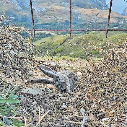 Πυροσβέστης, όχι μόνιμος, συνελήφθη για λαθροθηρία σε περιοχή του Ρεθύμνου.