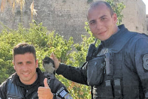 Αστυνομικοί της Ομάδας ΔΙΑΣ του Τμήματος Άμεσης Δράσης Ηρακλείου έσωσαν τραυματισμένο κοράκι `κατά τη διάρκεια περιπολίας