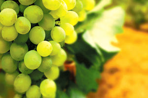 το μέτρο του πράσινου τρύγου